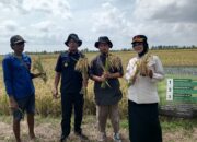 Kompos Lapas Pangkalpinang Diuji di Sawah, Hasil Panen Padi Capai 1.215 Kilogram