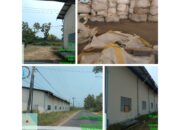 Misteri 300 Ton Timah Sitaan: Dugaan Penjarahan Terbuka dan Bayang-Bayang Permainan Kekuasaan
