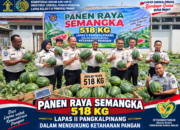 Lapas Pangkalpinang Panen Raya 518 Kg Semangka, Wujud Nyata Program Ketahanan Pangan